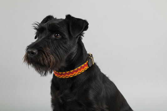 Beaded dog collar with a colorful pattern on a grey background