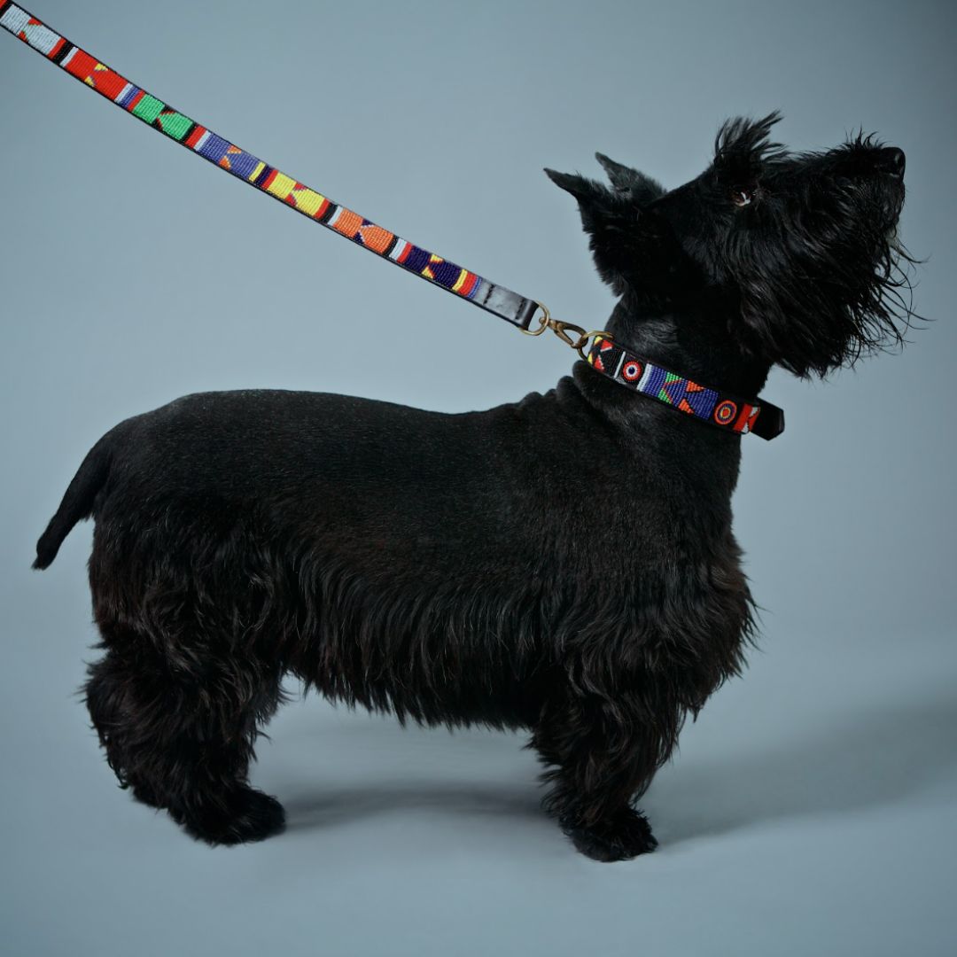 A black dog wearing a multicolored patterned dog lead