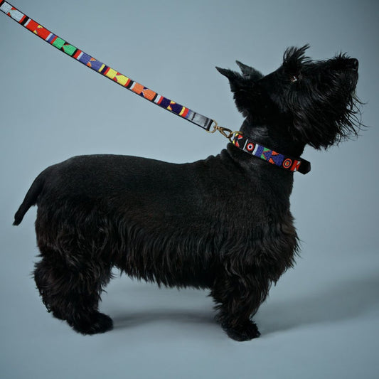 A black dog wearing a multicolored patterned dog lead