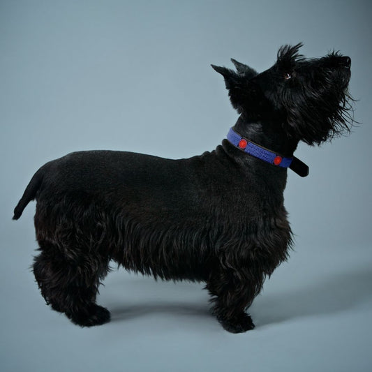 Dog Collar - Solid With Discs